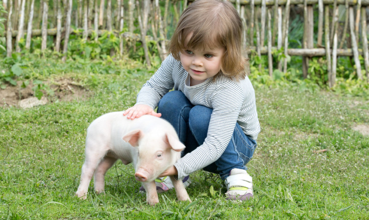 Pet Farm Maynooth