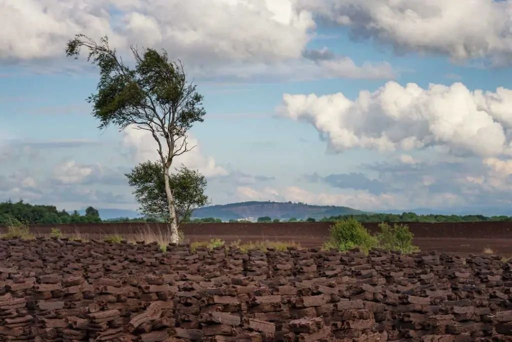 Bog of Allen 1 1024x683 1 - Glenroyal Hotel