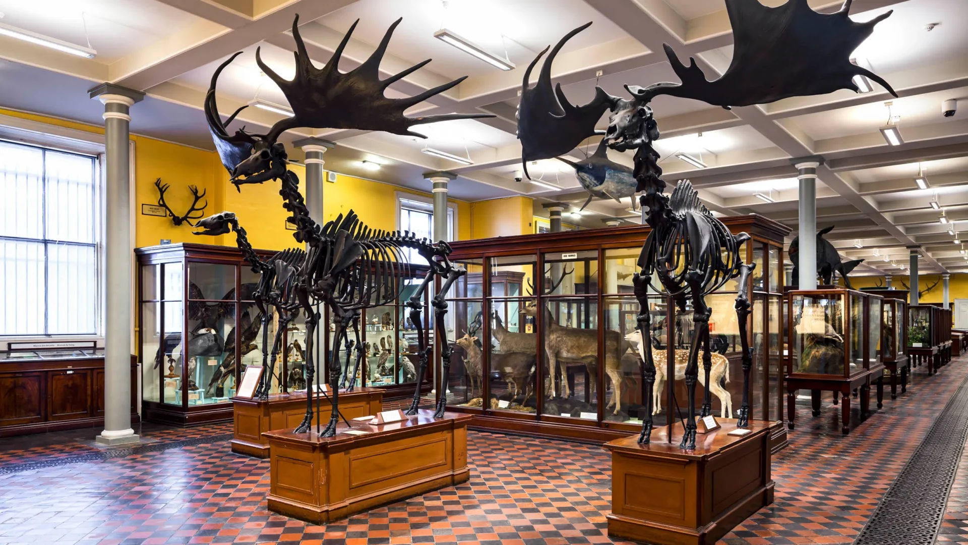 Natural History Museum Courtesy National Museum of Ireland - Glenroyal Hotel