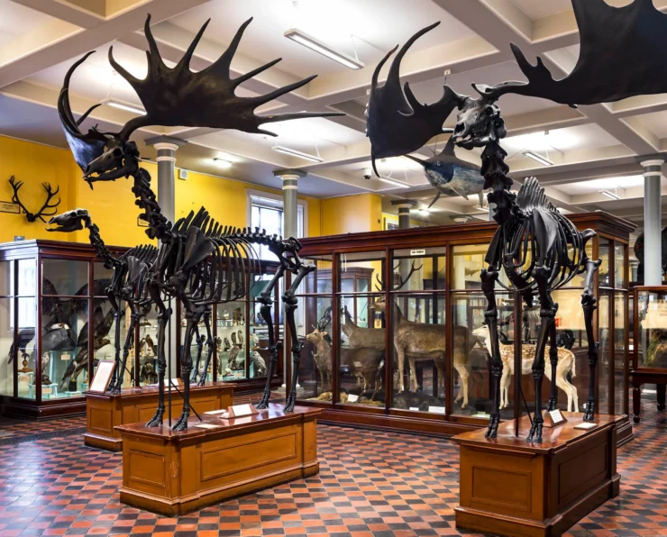 Natural History Museum Courtesy National Museum of Ireland - Glenroyal Hotel