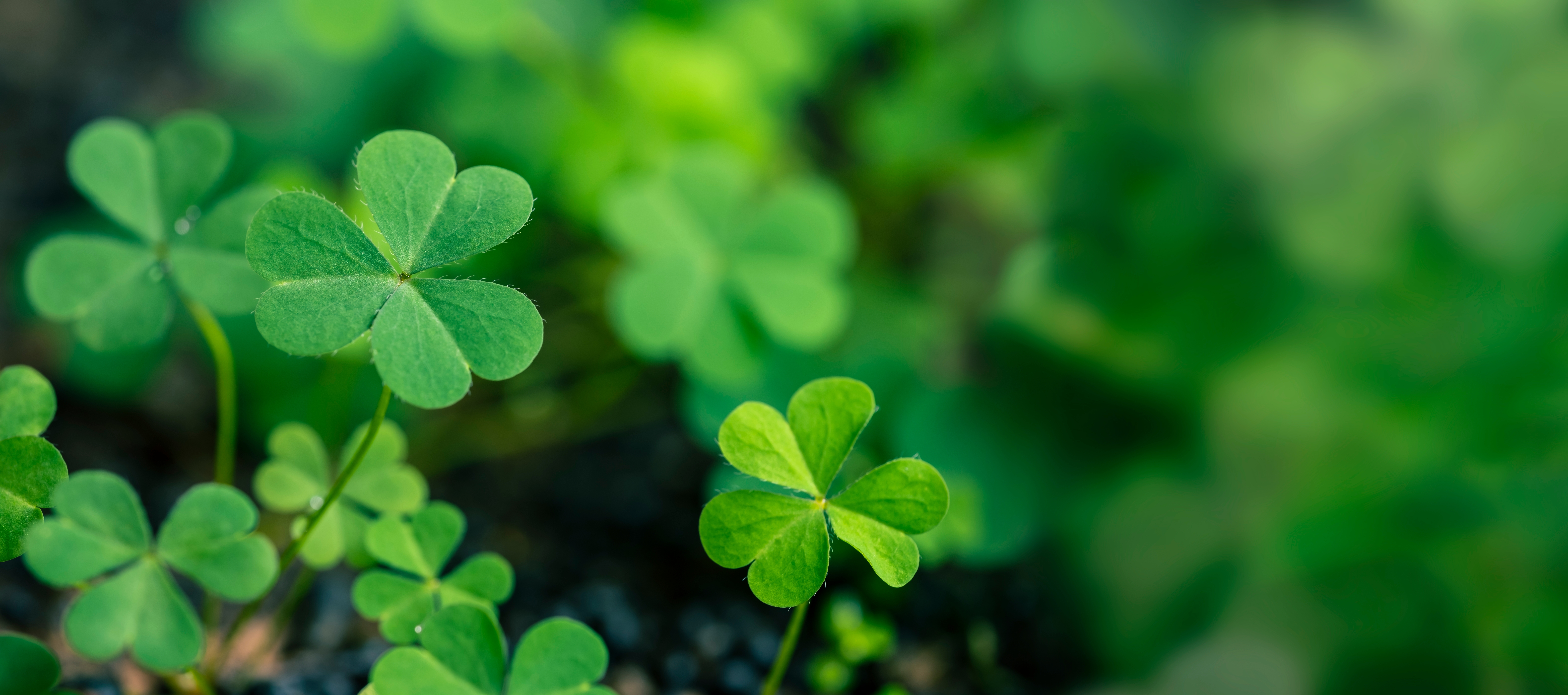 St patricks day kildare