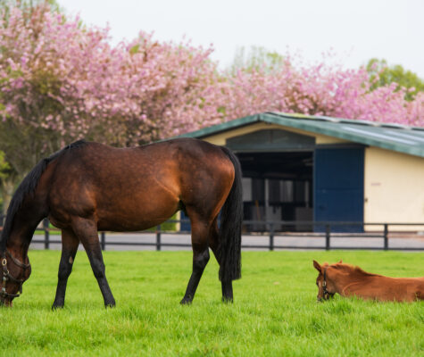 Ch.F Galileo ex Tiggy Wiggy 2020 131 - Glenroyal Hotel