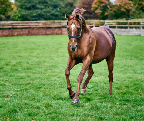 pg8 - Glenroyal Hotel