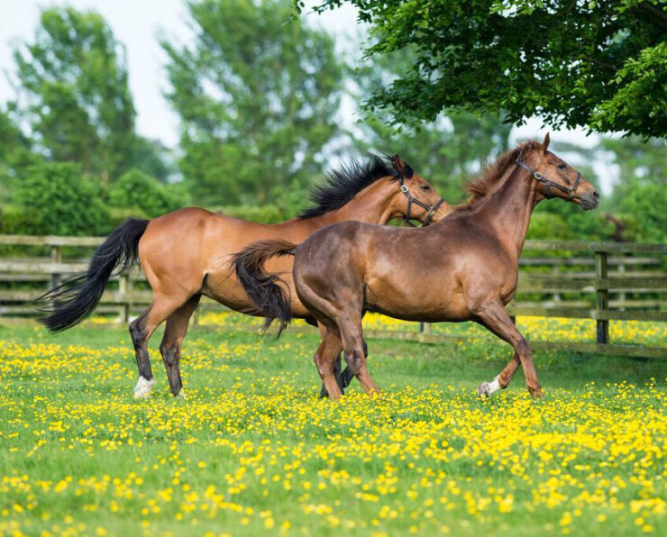 irish national Stud 740x596 1 - Glenroyal Hotel