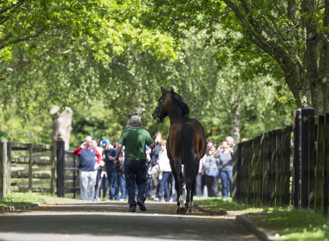 Palavicini Laneway Irish National Stud Co. Kildare Copy - Glenroyal Hotel